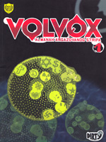 Volvox